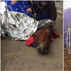 This horse was rescued from the Grand Canal before Storm Ophelia... See how Polly's doing now