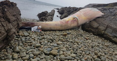 Mystery of enormous 60-foot whale washed up dead on Donegal island