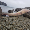 Mystery of enormous 60-foot whale washed up dead on Donegal island