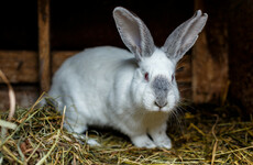Polish government under fire for video encouraging people to 'breed like rabbits'