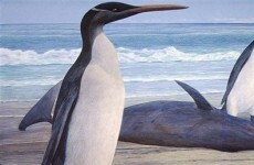 Extinct 'giant penguin' species reconstructed from fossils