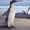 Extinct 'giant penguin' species reconstructed from fossils