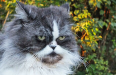 Stray cat is a suspect in Japanese attempted murder case after pensioner found covered in blood