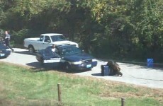 Escaped chimp attacks US police car (video)