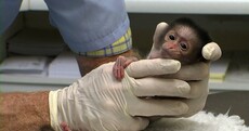 In pictures: Dublin Zoo's baby white-crowned mangabey