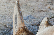 Irish man from 'Rathkeale Rovers' smuggling gang jailed in Miami for trafficking a rhino horn