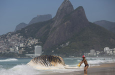 Pictures: Giant whale washes up on iconic beach in Rio de Janeiro