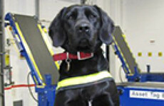 Stella the sniffer dog helped seize €140k worth of cannabis in Portlaoise today