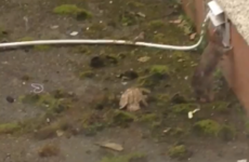 'I can't deal with this anymore': Mother-of-two shares footage of rat infestation in council house