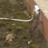 'I can't deal with this anymore': Mother-of-two shares footage of rat infestation in council house