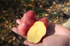 Explainer: GM crop trials in Ireland
