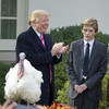 Trump pardons Thanksgiving turkeys and jokes that Obama's turkeys are also safe from the chop