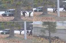 Dramatic video shows North Korean soldier being shot as he attempts escape across border