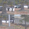 Dramatic video shows North Korean soldier being shot as he attempts escape across border