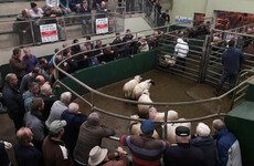 Want to get married in a cattle mart? You could be in muck