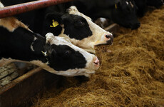 Farmers are calling a fodder crisis ...but the government says there is sufficient supply
