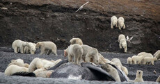 Tourists 'gobsmacked' by sight of polar bears crowded on Russian Arctic island