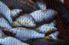 'The marine equivalent of fracking': Europe to legalise controversial pulse fishing