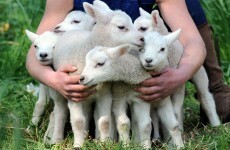 It's Friday, so here's a slideshow of lambs from around the world