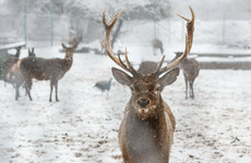 'Bloodbath': Over 100 reindeer killed by Norwegian freight trains