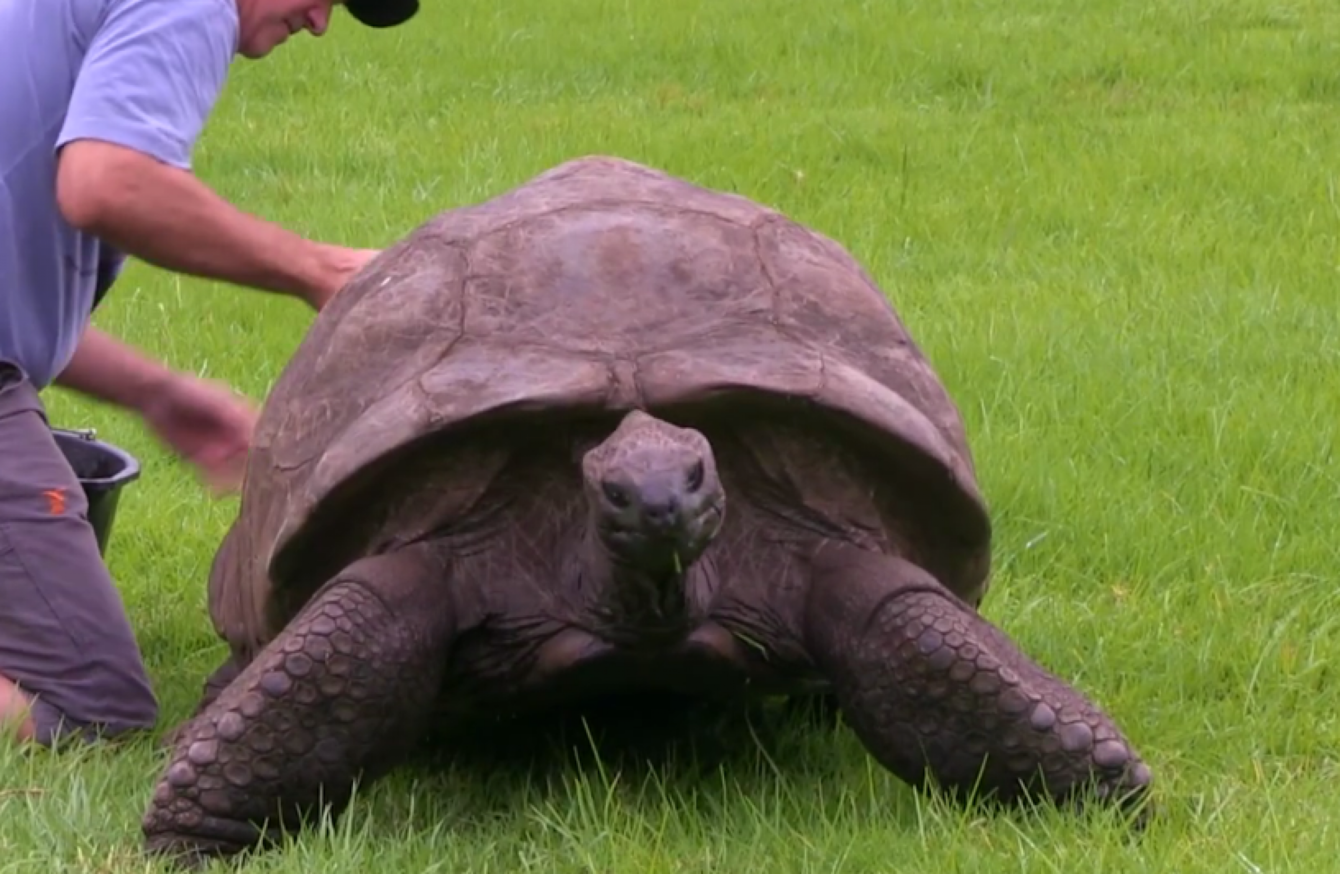 At 185 years old, 'the world's oldest land animal' is about to get a ...