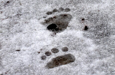 New report reveals bear facts about the Yeti