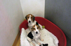 Photos: Seven puppies rescued after being smuggled from Ireland into Wales