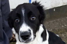DSPCA inundated with unwanted pets and it's still over three weeks until Christmas