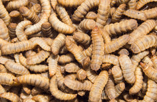 A Meath startup is betting on insects to reinvent how we produce food
