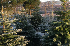 How civil war in the Ukraine and a late frost in Germany affects a Christmas tree grower in Wicklow