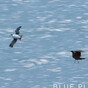 A puffin dramatically got its food stolen on Blue Planet last night and everyone was heartbroken