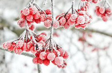 Poll: Do you want it to snow?