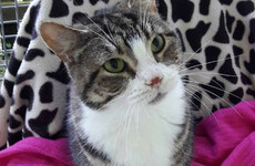 ISPCA urging public to come and rehome cats who were used at research facilities