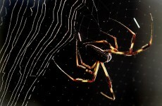 Violin strings made from spun spider silk