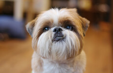 'A victory for common sense': New rules clear the way for dogs in cafés and pubs