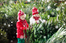 Buying your Christmas tree this weekend? Here's how to pick the right one and keep it fresh