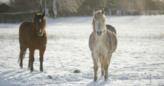Pictures: Parts of Ireland were a little snowed under today