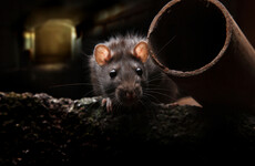 From next year, stores will have to track the sales of rodent poison