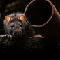 From next year, stores will have to track the sales of rodent poison
