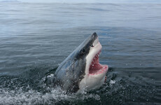 Australia is using drones to spot sharks before they attack