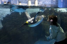 Penguin breaks out of Tokyo aquarium