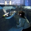 Penguin breaks out of Tokyo aquarium