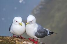 This tiny gull likes to nest along Ireland's cliffs. It's facing global extinction
