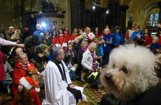 There was a carol service for therapy dogs in Christ Church yesterday and the photos are cute out