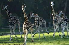 What do all the animals in Irish zoos get up to on Christmas Day? We found out