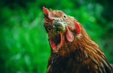 Gardening column: How to keep hens