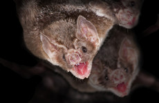 Vampire bat rabies kills hundreds of cows a year as it spreads across Peru