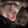 Vampire bat rabies kills hundreds of cows a year as it spreads across Peru