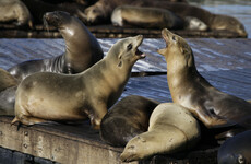San Francisco Aquatic Park closed to swimmers after two sea lions attacks