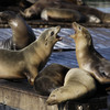 San Francisco Aquatic Park closed to swimmers after two sea lions attacks